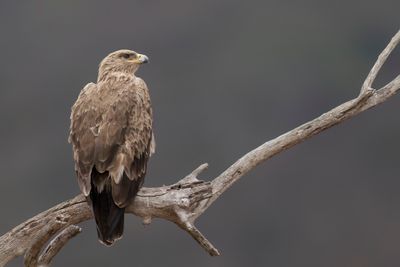 Tawny Eagle - Savannearend - Aigle ravisseur
