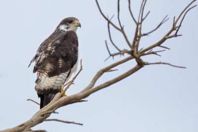 Augur Buzzard - Augurbuizerd - Buse augure