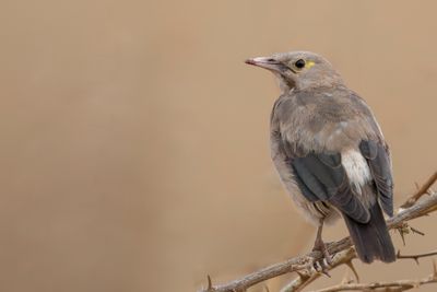 Wattled Starling - Lelspreeuw - Étourneau caronculé