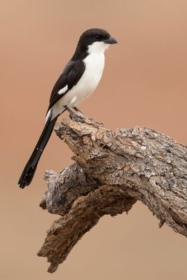Long-tailed Fiscal - Cabanisklapekster - Pie-grièche à longue queue
