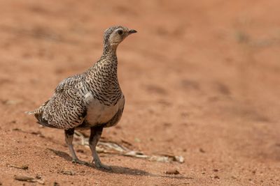 Black-faced Sandgrouse - Maskerzandhoen - Ganga à face noire (f)