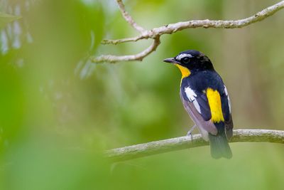 Yellow-rumped Flycatcher - Driekleurenvliegenvanger - Gobemouche  croupion jaune