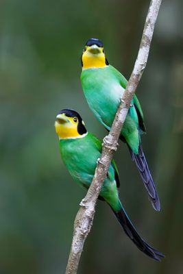 Long-tailed Broadbill - Papegaaibreedbek - Eurylaime psittacin