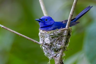 Black-naped Monarch - Zwartnekmonarch - Tchitrec azur (m)