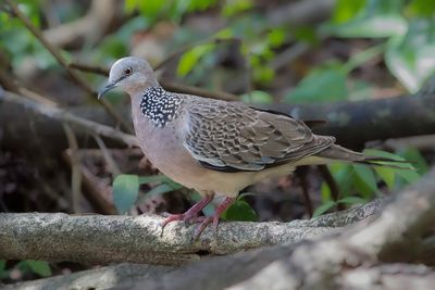 Spotted Dove - Parelhalstortel - Tourterelle tigrine