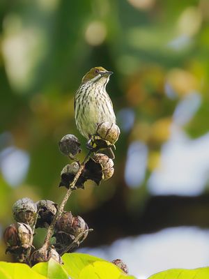 Yellow-vented Flowerpecker - Gevlekte Honingvogel - Dice cul-d'or