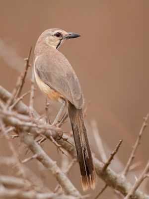 Rosy-patched Bushshrike - Roodbuikklauwier - Tchagra à croupion rose