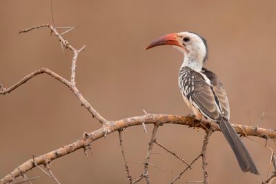 Northern Red-billed Hornbill - Roodsnaveltok - Calao à bec rouge