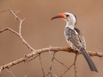 Northern Red-billed Hornbill - Roodsnaveltok - Calao  bec rouge