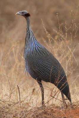Vulturine Guineafowl - Gierparelhoen - Pintade vulturine