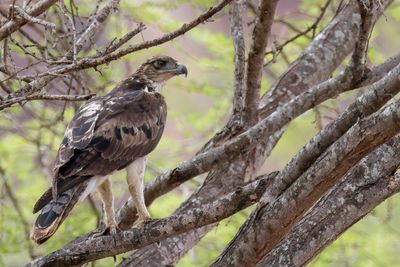 African Hawk-Eagle - Afrikaanse Havikarend - Aigle fascié