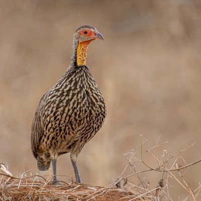Yellow-necked Spurfowl - Geelkeelfrankolijn - Francolin à cou jaune