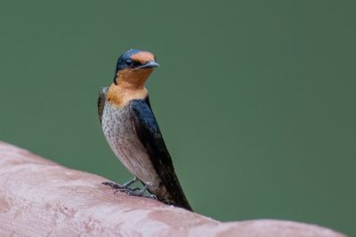 Pacific Swallow - Zuidzee-zwaluw - Hirondelle de Tahiti