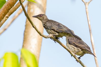 Asian Glossy Starling - Maleise Purperspreeuw - Stourne bronz (j)