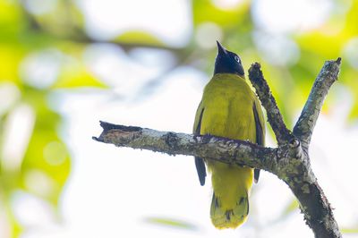 Black-headed Bulbul - Zwartkopbuulbuul - Bulbul cap-ngre