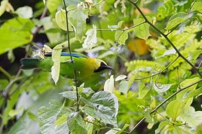 Blue-winged Leafbird - Blauwvleugelbladvogel - Verdin  tte jaune (m)