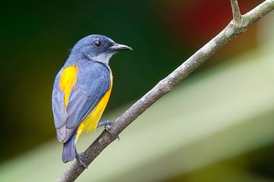 Orange-bellied Flowerpecker - Oranjebuikhoningvogel - Dice  ventre orange (m)