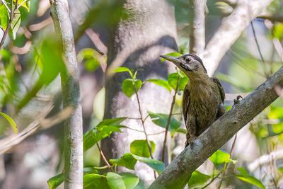 Streak-breasted Woodpecker - Streepborst Groene Specht - Pic verdtre