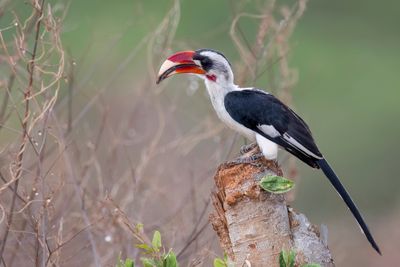 Von der Decken's Hornbill - Von der Deckens Tok - Calao de Decken (m)