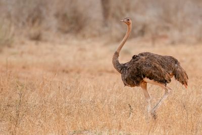 Common Ostrich - Struisvogel - Autruche d'Afrique (f)