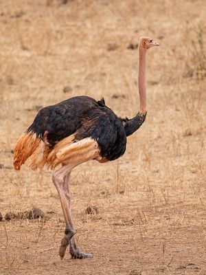 Common Ostrich - Struisvogel - Autruche d'Afrique (m)