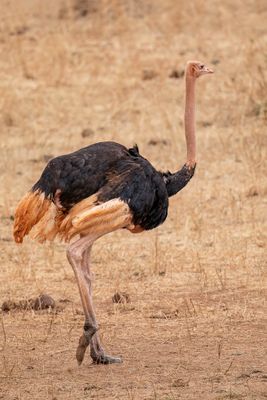 Common Ostrich - Struisvogel - Autruche d'Afrique (m)