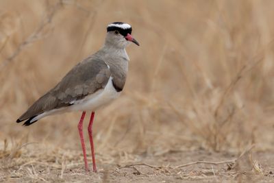 Crowned Lapwing - Diadeemkievit - Vanneau couronné