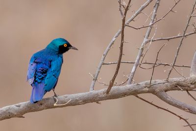 Greater Blue-eared Starling - Groenstaartglansspreeuw - Choucador à oreillons bleus