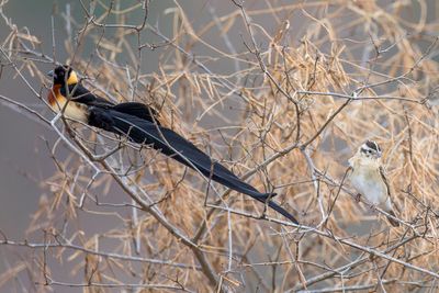 Long-tailed Paradise Whydah - Smalstaartparadijswida - Veuve de paradis (m+f)