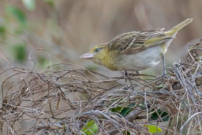 Lesser Masked Weaver - Kleine Textorwever - Tisserin intermédiaire (j)