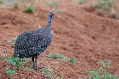 Helmeted Guineafowl - Helmparelhoen - Pintade de Numidie
