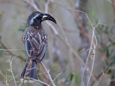 African Grey Hornbill - Grijze Tok - Calao  bec noir (m)
