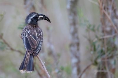 African Grey Hornbill - Grijze Tok - Calao à bec noir (m)