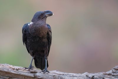 White-necked Raven - Witnekraaf - Corbeau à nuque blanche