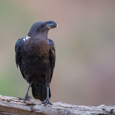 White-necked Raven - Witnekraaf - Corbeau  nuque blanche