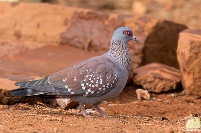 Speckled Pigeon - Gespikkelde Duif - Pigeon roussard
