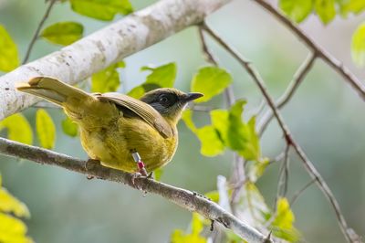 Olive-headed Greenbul