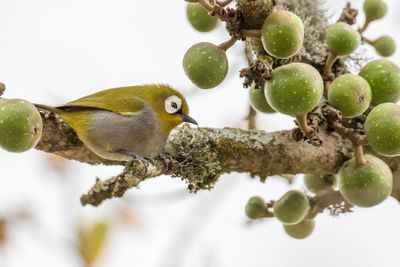 Taita White-eye - Tairabrilvogel - Zostérops des Teita