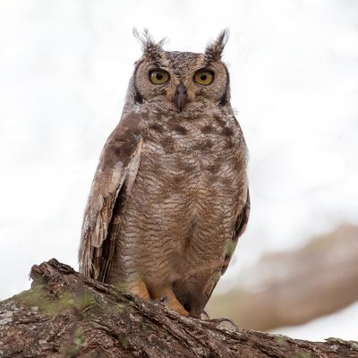 Spotted Eagle-Owl - Afrikaanse Oehoe - Grand-duc africain