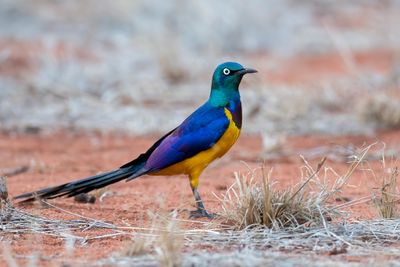 Golden-breasted Starling - Koningsglansspreeuw - Spréo royal