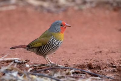 Green-winged Pytilia - Melba-astrild - Beaumarquet melba