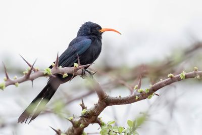 Abyssinian Scimitarbill - Abessijnse Boomhop - Irrisor à cimeterre