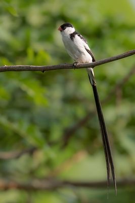 Pin-tailed Whydah - Dominicanerwida - Veuve dominicaine (m)