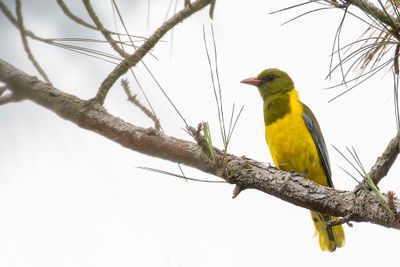Green-headed Oriole - Groenkopwielewaal - Loriot à tête verte