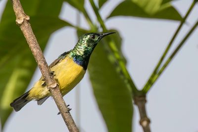Collared Sunbird - Halsbandhoningzuiger - Souimanga  collier (m)