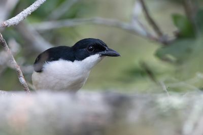 East Coast Boubou - Cassins Fiskaal - Gonolek de Cassin