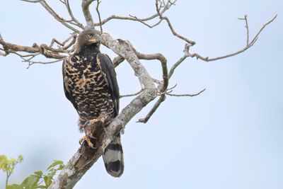 Crowned Eagle - Kroonarend - Aigle couronné