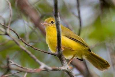 LIttle Yellow Flycatcher - Gele Elfmonarch - rythrocerque jaune