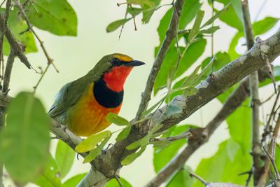 Gorgeous Bushshrike - Bonte Bosklauwier - Gladiateur vert