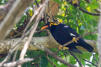Southern Hill Myna - Indiase Beo - Mainate indien